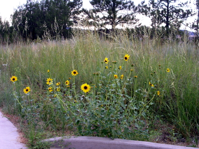 [Yellow daisy-like flowers growing amid the tall grasses.]